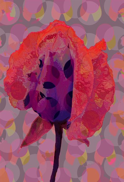 Tea Rose 3 by Scott J. Davis